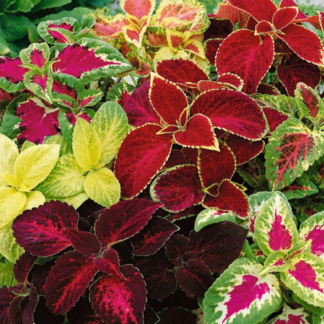 Coleus - 4.5" Pot - Mixed