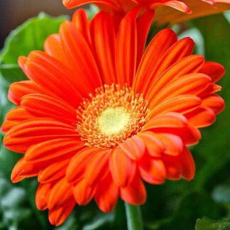 Mar's Flower - Gerber Daisy - 4.5" Pot - Orange
