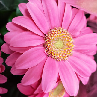 Mar's Flower - Gerber Daisy - 4.5" Pot - Pink