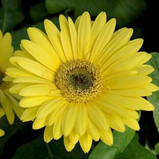 Mar's Flower - Gerber Daisy - 4.5" Pot - Yellow