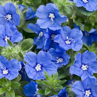 Evolvulus - 4.5" Pot - Blue