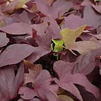 Potato Vine - 4.5" Pot - Red