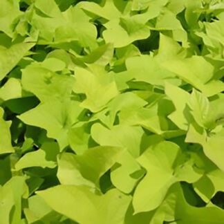 Potato Vine - 4.5" Pot - Yellow