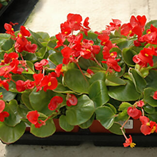 Begonia - Flat - Red