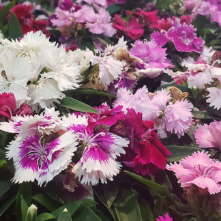 Dianthus - Flat - Mixed