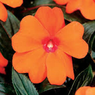 Impatiens - Flat - Orange