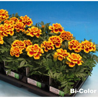 Marigold - French/Small - Flat - Bi-Color