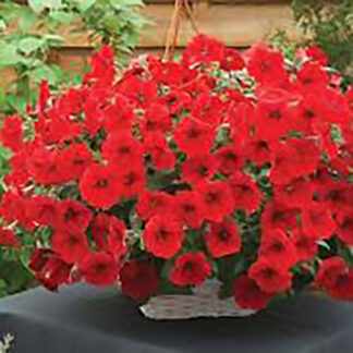 Petunia - Flat - Red