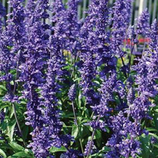 Salvia - Flat - Blue