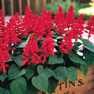 Salvia - Flat - Red