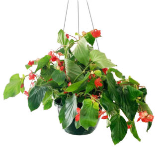 Begonia - Angel Wing - 10" Hanging Basket - Red