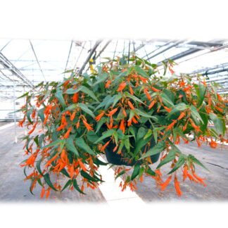 Begonia - Bonfire - 10" Hanging Basket - Orange