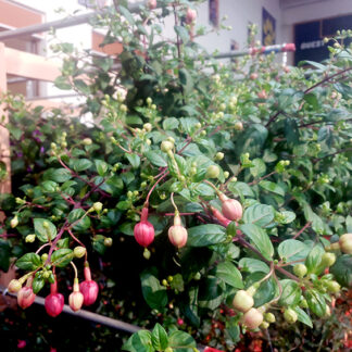 Fuchsia - 10" Hanging Basket - Mixed