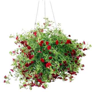 Million Bells - 10" Hanging Basket - Red