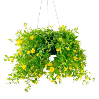 Million Bells - 10" Hanging Basket - Yellow