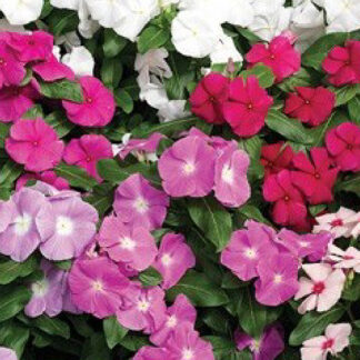 Periwinkle - 10" Hanging Basket - Mixed