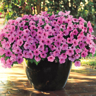 Petunia - 10" Hanging Basket - Pink