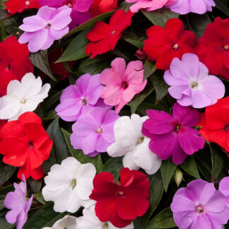 Impatiens - Hanging Bag - Mixed