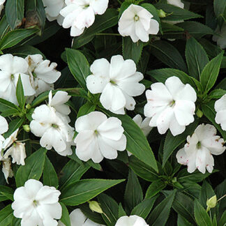 Impatiens - Hanging Bag - White