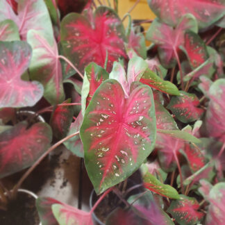 Caladium - 4.5" Pot - Pink