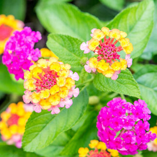 Lantana