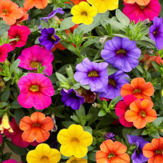 Million Bells Hanging Baskets; 5 color options