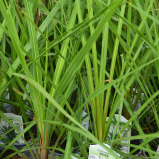 Dracaena - Grass - 4.5" Pot