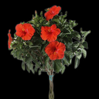 Hibiscus - Braided - 10" Pot - Red