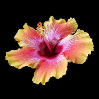 Hibiscus - Bush - 10" Pot - Fiesta Orange/Red Bi-Color