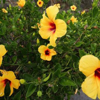 Hibiscus - Braided - 10" Pot - Tequila (Yellow)
