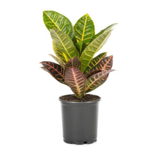 Croton - 6" Pot
