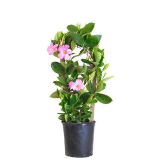 Mandevilla Trellis - 6" Pot - Pink