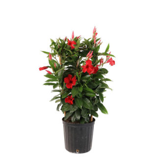 Mandevilla Trellis - 6" Pot - Red