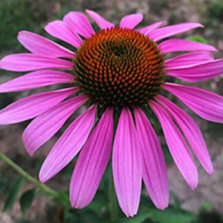 Cone Flower - 1 Gallon" Pot - Mixed
