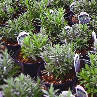 Lavender - 1 Gallon Pot - Purple