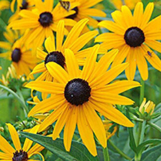 Rudbeckia - 1 Gallon Pot - Yellow
