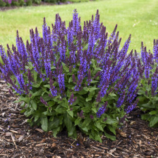 Salvia - 1 Gallon Pot - Purple