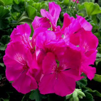 Geranium - 2 Gallon Pot - Fuchsia