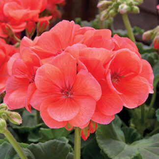 Geranium - 2 Gallon Pot - Salmon
