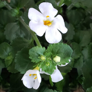 Bacopa - 4.5" Pot - White
