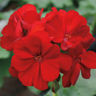 Geranium - 4.5" Pot - Red