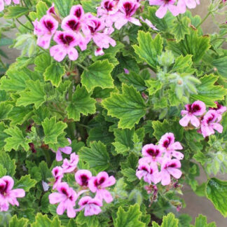 Geranium - Scented - 4.5" Pot - Mosquito Squasher