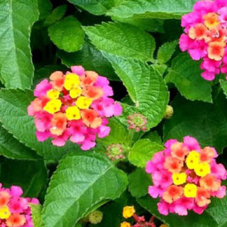 Lantana - 4.5" Pot - Pink/Yellow