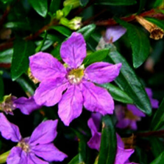 Mexican Heather - 4.5" Pot - Purple
