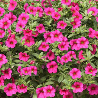 Million Bell - 4.5" Pot - Pink