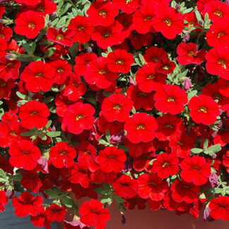 Million Bell - 4.5" Pot - Red