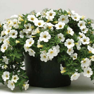 Million Bell - 4.5" Pot - White