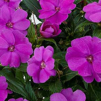 New Guinea Impatien - 4.5" Pot - Purple