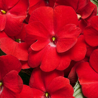 New Guinea Impatien - 4.5" Pot - Red