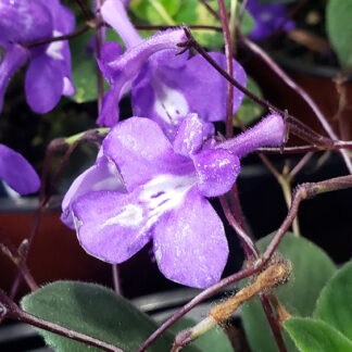 Streptocarpella - 4.5" Pot - Blue